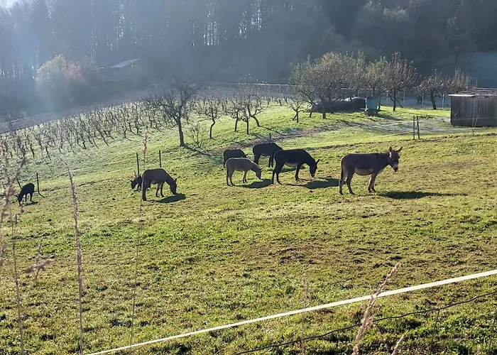 Hisa Galeria Διαμέρισμα